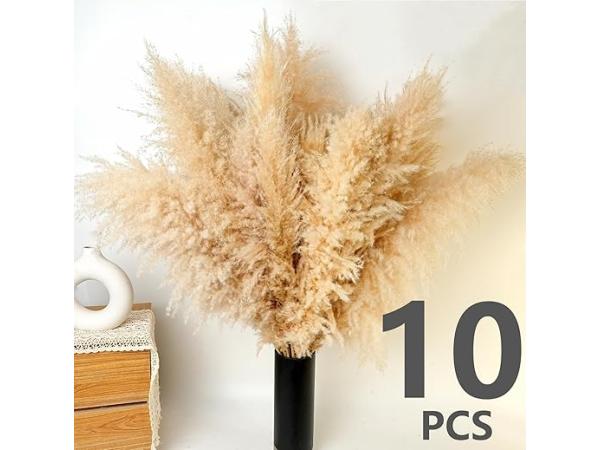 410x Pack pampasgras