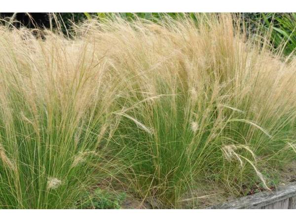 3x Siergras Stipa "pony tails" 