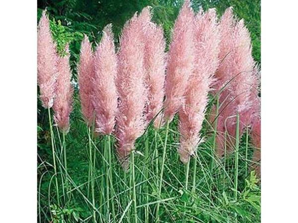 3x Pampas grassen roze 