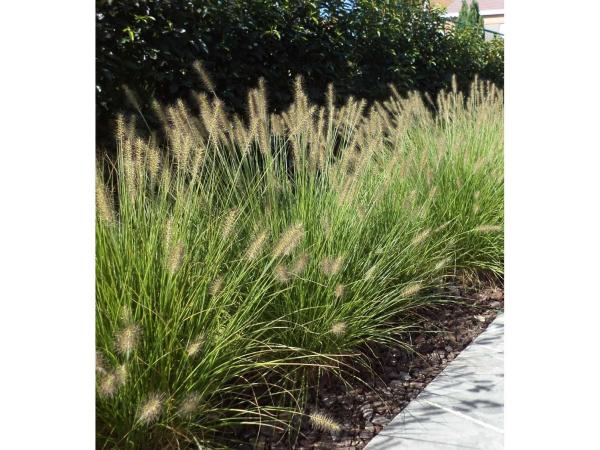 30x Siergras Pennisetum hameln 
