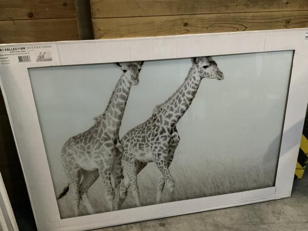 Glasschilderij Giraffe 80x120cm