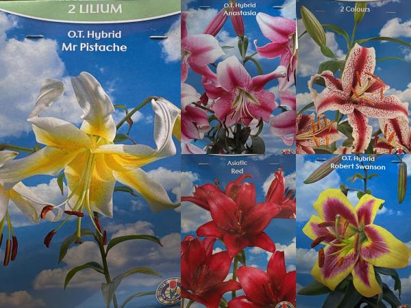 Mooie mix Lelies diverse zomerse kleuren van 25+ lelie bolle