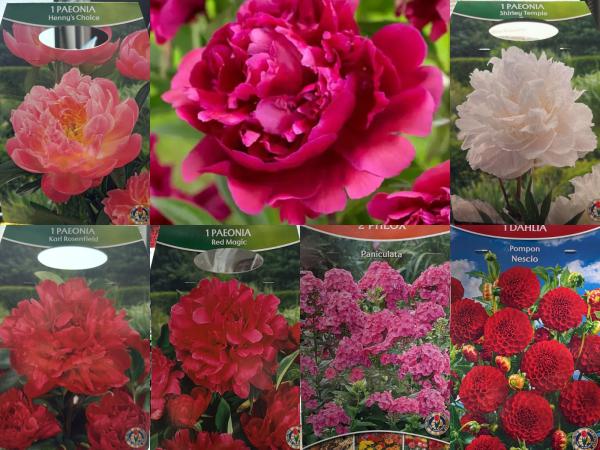 Pioenrozen Mix – 5 Soorten | Paeonia Collectie | Roze, Wit &