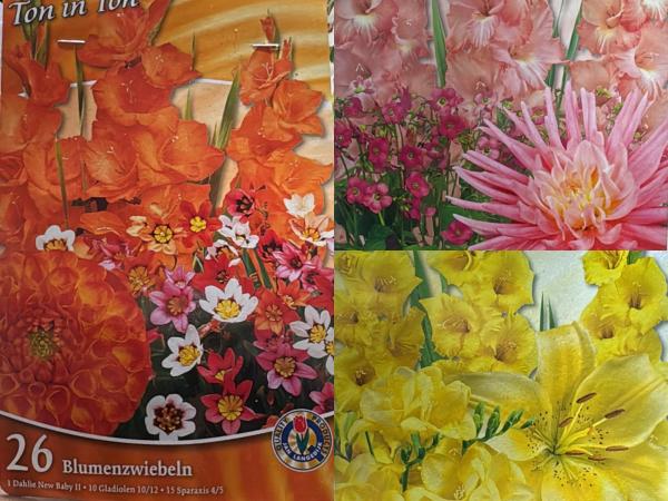 3 kleurig mix zomerbloeiers Geel Oranje &  Roze 73 bollen