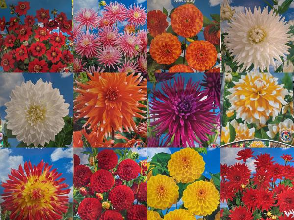 Dhalia mix van 12 verschillende Dhalia soorten 