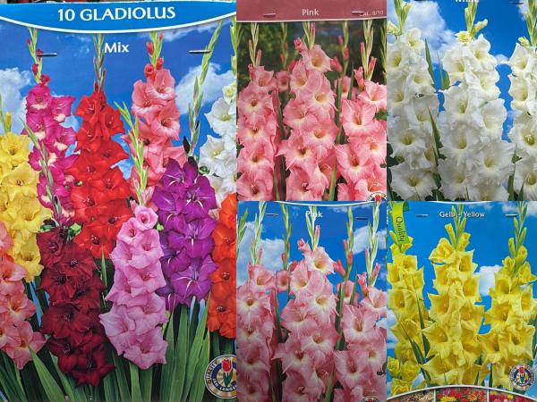 GLadiolen mix 150 bollen 