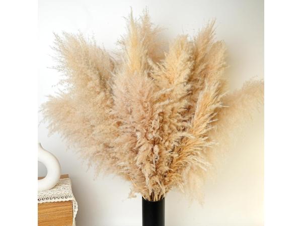 Pack of 10 Pampas grass 100 cm