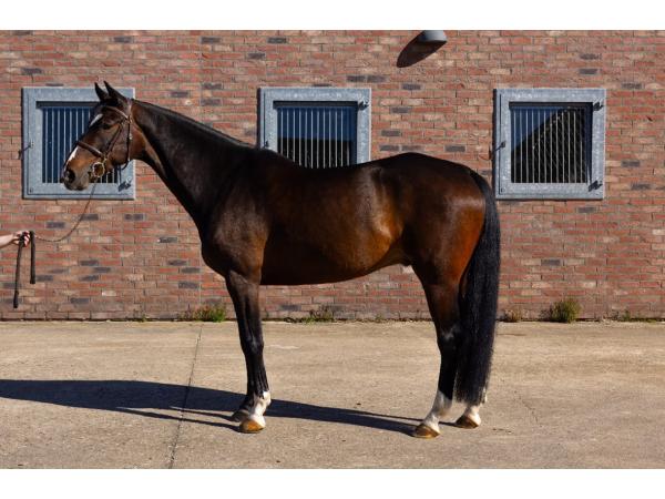 Horse Florenzo - Gelding 7 years