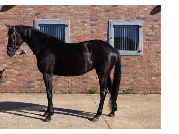 Horse Melody - Mare 4 years