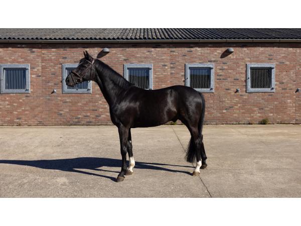 Horse Bailando - Stallion 10 years