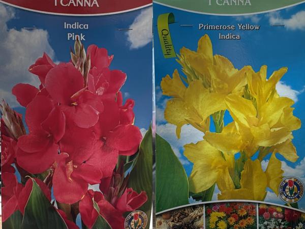 25 X Canna Indica bloembollen 10 Pink & 15 Primrose Yellow