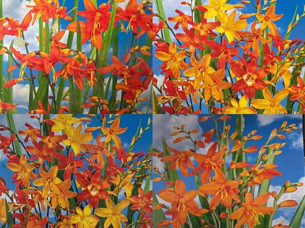 150 Crocosmia bollen – zomerbloei – vaste planten