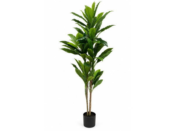 2x 200cm Real touch green dracaena in plastic pot
