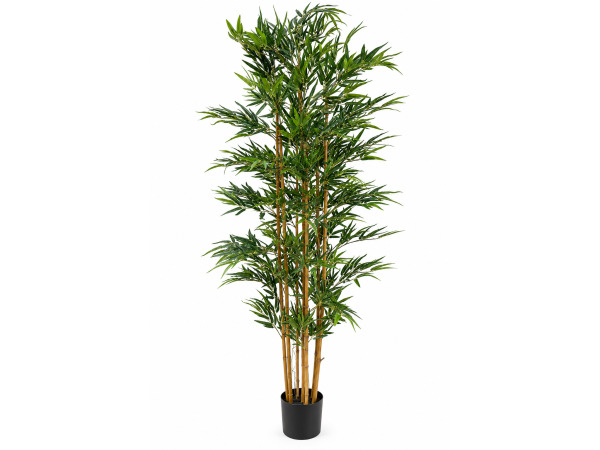 2x 210cm Real touch bamboo in plastic pot(Pot size:D195x175mm)