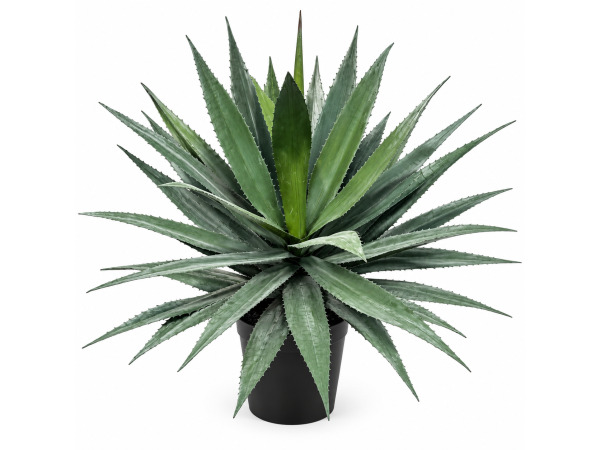 2x 95CM Soft touch agave in pot