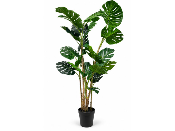 2x 190cm Real touch monster in plastic pot