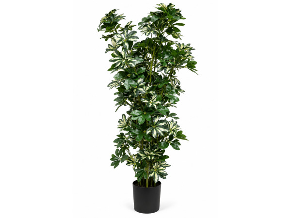 2x 140cm Real touch schefflera tree in plastic pot