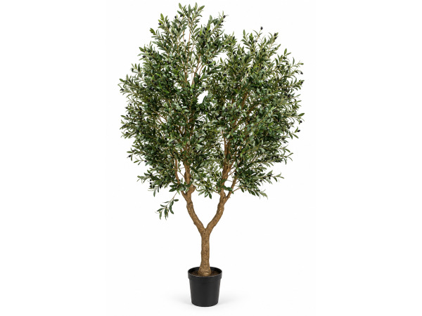 2x 280cm Olive tree in plastic pot
