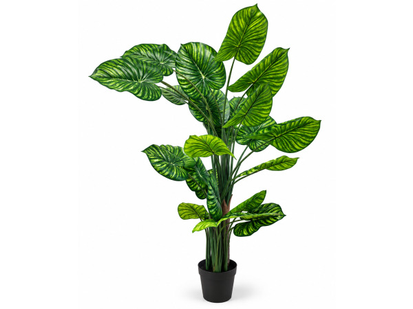 2x 210cm white-green philodendron tree x 25 lvs, 9.5in pot