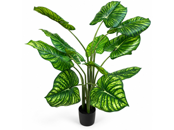 2x 135cm white-green philodendron tree x 12 lvs, 7in pot