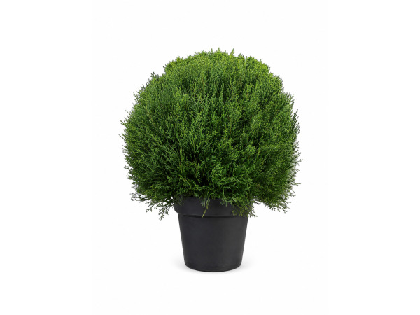 55cm boxwood