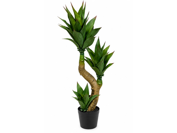 125cm Agave x 49 lvs in plastic pot
