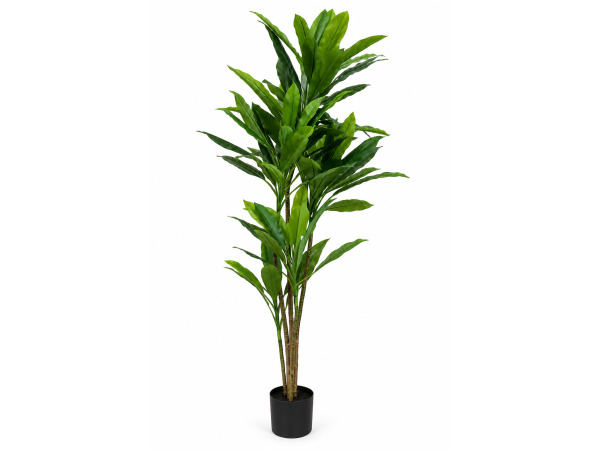 200cm Real touch green dracaena in plastic pot
