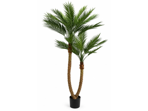 210cm Palm tree x 27 lvs in plastic pot