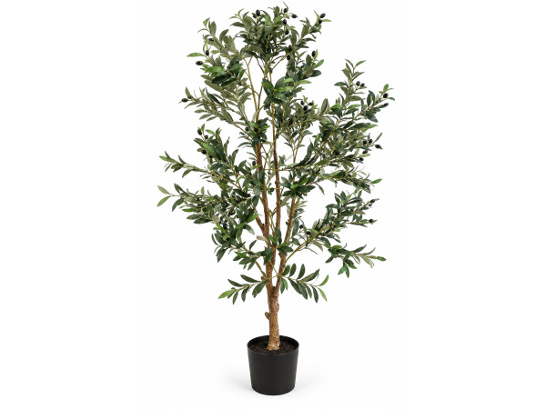 180cm Olive tree in plastic pot