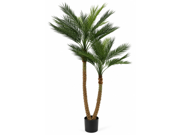 210cm Palm tree in plastic pot