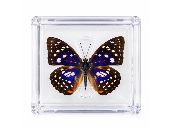 Vlinder in Luxe Transparante Display Case