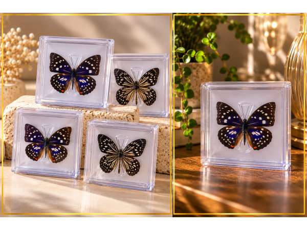 Vlinder in Luxe Transparante Display Case – foto 2 – kavel bij XL Auctions