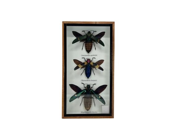 Kevers  in houten box - Cathoxantha/Chrysochroa/Megaloxantha
