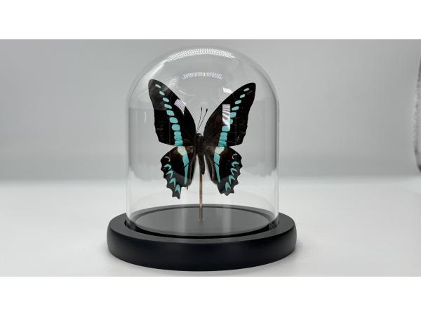 Graphium sarpedon vlinder in glazen stolp