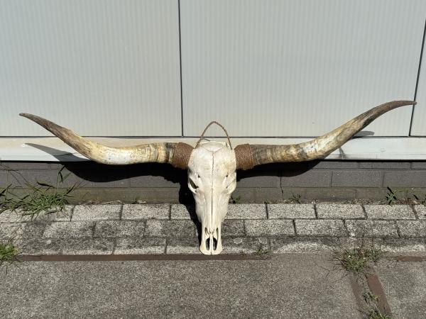 Echte Texas Longhorn van 154 cm