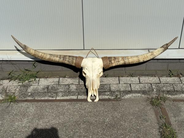  Echte Texas Longhorn van 157 cm