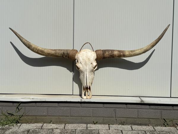  Echte Texas Longhorn van 151 cm