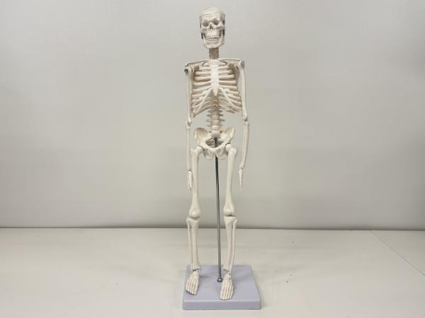 Anatomisch Skelet 45 cm met beweegbare ledematen