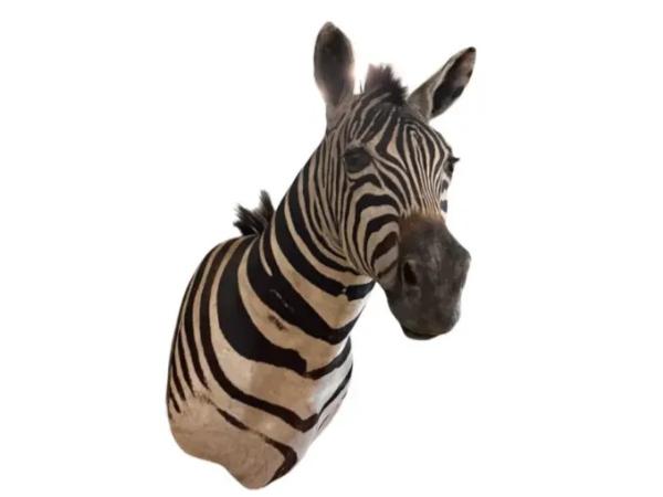 Opgezette Afrikaanse Zebra