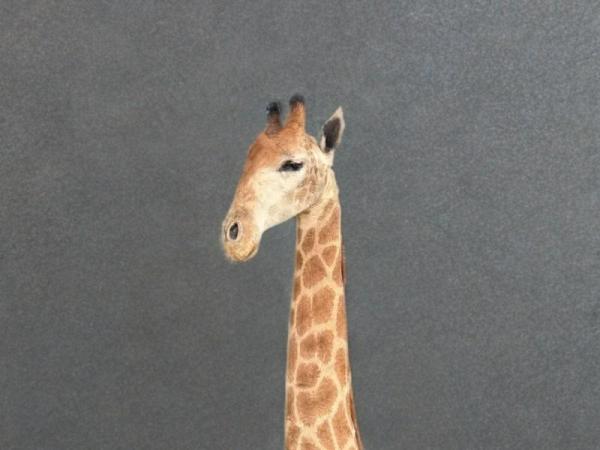 Opgezette giraffe 265 cm 