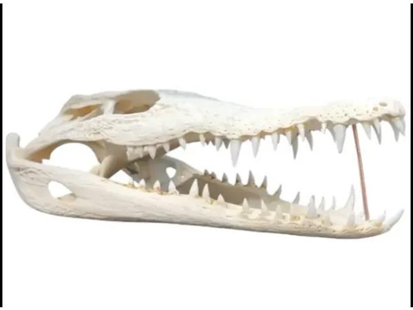 Krokodillen schedel 28 cm