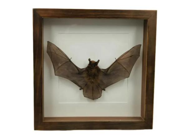 Opgezette vleermuis in diepe lijst 25×25 cm