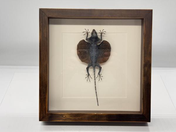 Opgezette vliegende draak in lijst 25x25 cm