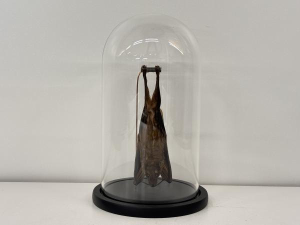 Vleermuis hangend in stolp 28 cm