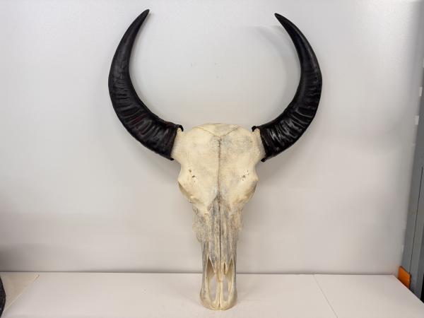 Echte buffelschedel