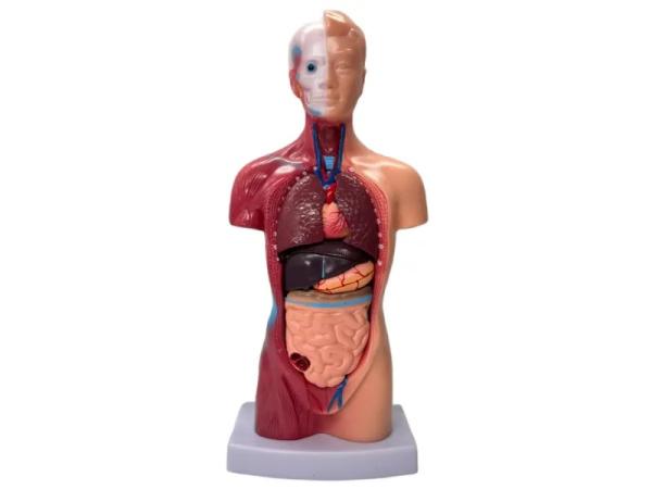 Menselijk Torso Model 28 cm met afneembare organen