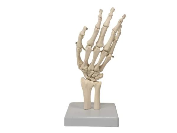 Anatomie model hand met flexibele banden